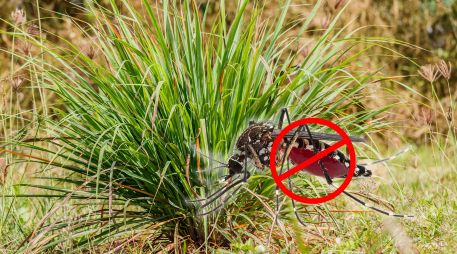 Los mosquitos, especialmente el temido Aedes aegypti, localizan a sus víctimas a través del dióxido de carbono y el ácido láctico que emitimos. Sin embargo, ciertas plantas emiten aromas que enmascaran estos rastros humanos de forma natural. ESPECIAL / CANVA