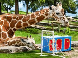 Había dos pequeñas porterías con las iniciales de los equipos que las jirafas exploraron. CORTESÍA/ Zoológico Guadalajara