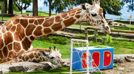 Había dos pequeñas porterías con las iniciales de los equipos que las jirafas exploraron. CORTESÍA/ Zoológico Guadalajara