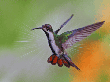 El ingreso al hogar de un colibrí se interpreta como la llegada de un mensaje importante. ESPECIAL / CANVA