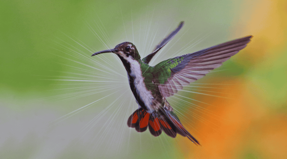El ingreso al hogar de un colibrí se interpreta como la llegada de un mensaje importante. ESPECIAL / CANVA