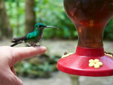 que un colibrí confíe plenamente en ti es una señal ineludible para detenerte. UNSPLASH / L. CROSS