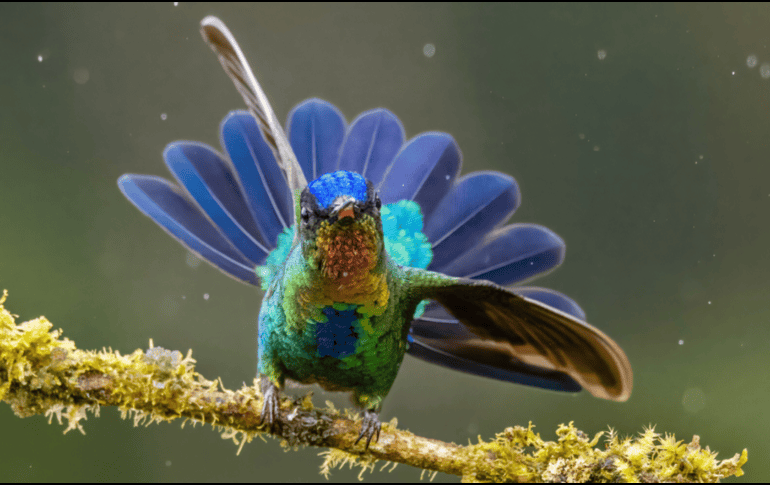 Los seres humanos han buscado significado en la naturaleza desde tiempos remotos. CANVA