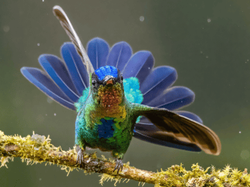Los seres humanos han buscado significado en la naturaleza desde tiempos remotos. CANVA