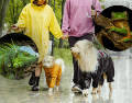 Especialistas en salud animal señalan que la humedad constante puede convertirse en un factor de riesgo para perros y gatos. CANVA / ESPECIAL