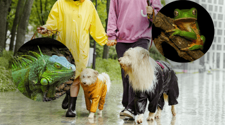 Especialistas en salud animal señalan que la humedad constante puede convertirse en un factor de riesgo para perros y gatos. CANVA / ESPECIAL
