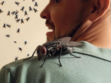 Más allá de la molestia que provoca su presencia o que nos hagan enojar cada vez que se posan sobre nuestros brazos o cabeza, las moscas representan un riesgo para la salud. ESPECIAL / CANVA