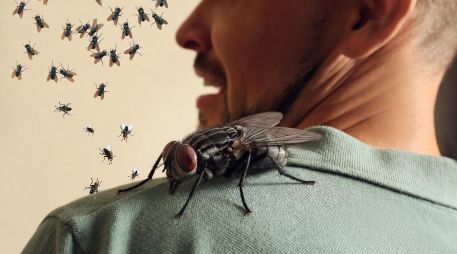 Más allá de la molestia que provoca su presencia o que nos hagan enojar cada vez que se posan sobre nuestros brazos o cabeza, las moscas representan un riesgo para la salud. ESPECIAL / CANVA