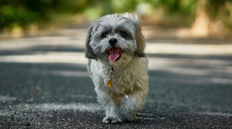 Si se busca paz absoluta, el Shih Tzu es la definición exacta de un perro tranquilo y compañero para el día a día. Unsplash
