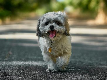 Si se busca paz absoluta, el Shih Tzu es la definición exacta de un perro tranquilo y compañero para el día a día. Unsplash