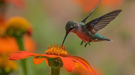 Los colibrís Son las únicas aves del mundo capaces de sostener un vuelo estacionario perfecto. UNSPLASH / D. LIMA