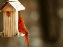 La idea de que un cardenal transmite mensajes del más allá o anuncia acontecimientos importantes ha pasado de generación en generación. CANVA