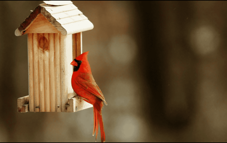 La idea de que un cardenal transmite mensajes del más allá o anuncia acontecimientos importantes ha pasado de generación en generación. CANVA