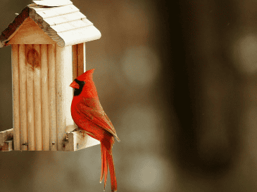 La idea de que un cardenal transmite mensajes del más allá o anuncia acontecimientos importantes ha pasado de generación en generación. CANVA