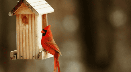 La idea de que un cardenal transmite mensajes del más allá o anuncia acontecimientos importantes ha pasado de generación en generación. CANVA