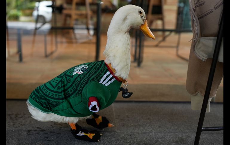 El pato Merlín, con una playera de la Selección mexicana a la medida, aparece sentado frente a un café de la Ciudad de México. AP/M. Ugarte