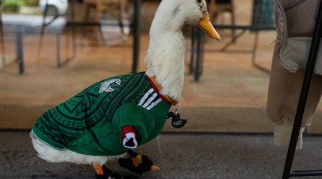 El pato Merlín, con una playera de la Selección mexicana a la medida, aparece sentado frente a un café de la Ciudad de México. AP/M. Ugarte
