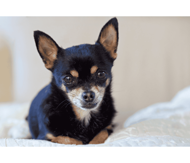 este perro esconde mucho más de lo que se aprecia a simple vista, ya que se trata de un animal muy inteligente y con una gran personalidad. CANVA