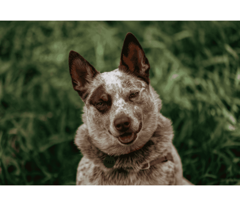 El pastor ganadero es una raza de perro boyero originaria de Australia. &nbsp;CANVA