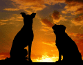 Diversas investigaciones indican que, en promedio, los perros mestizos suelen vivir más tiempo que muchas razas puras. CANVA