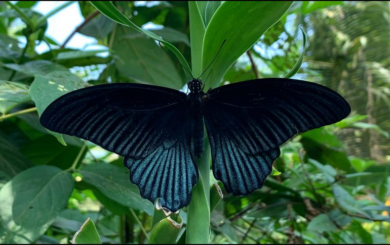 El significado que cada persona atribuye a la visita de una mariposa negra dependerá de sus creencias, su cultura y la manera en que decida interpretar ese encuentro. UNSPLASH
