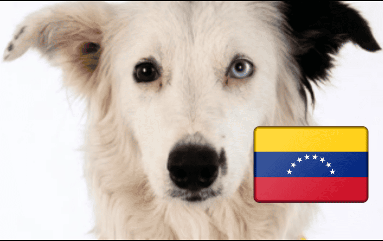 El perro Tsunami sigue caminando entre los escombros de Venezuela para encontrar a personas desaparecidas tras los terremotos. INSTAGRAM / @venezueladeayer