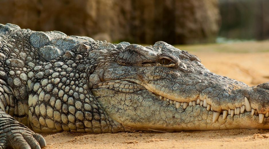 Los ataques de cocodrilos en Puerto Vallarta son un riesgo que todo turista debe conocer. ESPECIAL/PIXABAY