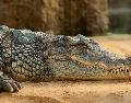 Los ataques de cocodrilos en Puerto Vallarta son un riesgo que todo turista debe conocer. ESPECIAL/PIXABAY