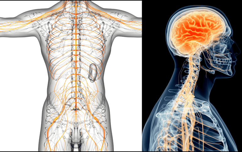 El nervio vago forma parte del sistema nervioso parasimpático, encargado de favorecer el descanso, la recuperación y el equilibrio del organismo después de situaciones de tensión. CANVA