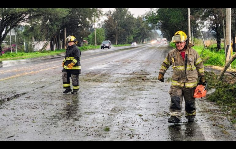Protección Civil y Bomberos de Tlajomulco se encargó de retirar los árboles caídos y restablecer la circulación vial. CORTESÍA