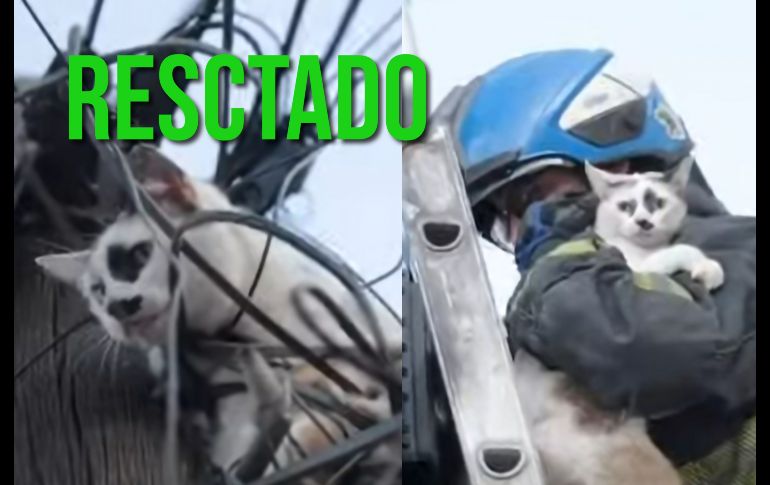 Así se logró el rescate de un gatito en la colonia Analco. ESPECIAL / FACEBOOK Protección Civil y Bomberos GDL
