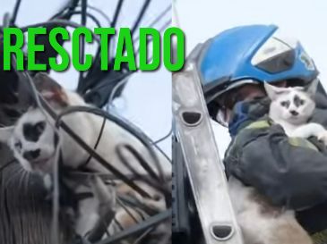 Así se logró el rescate de un gatito en la colonia Analco. ESPECIAL / FACEBOOK Protección Civil y Bomberos GDL