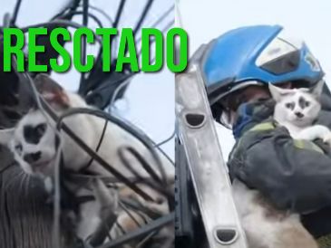 Así se logró el rescate de un gatito en la colonia Analco. ESPECIAL / FACEBOOK Protección Civil y Bomberos GDL