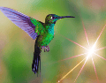En un estado de pánico constante, el colibrí acelera aún más su ya vertiginoso ritmo cardíaco, llevándolo al límite. ESPECIAL / CANVA