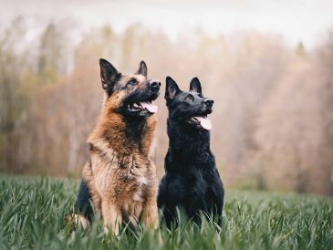 Expertos en psicoanálisis revelan que este sueño simboliza protección extrema, lealtad y la necesidad de establecer límites claros en la vida diaria. Unsplash