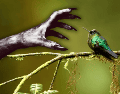Desvincular al colibrí de la brujería es el primer paso fundamental para garantizar su supervivencia. ESPECIAL / CANVA