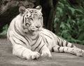 Actualmente el tigre de bengala está catalogado como En Peligro debido a la pérdida de hábitat y la caza furtiva. CANVA