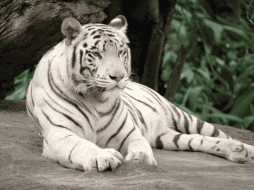 Actualmente el tigre de bengala está catalogado como En Peligro debido a la pérdida de hábitat y la caza furtiva. CANVA