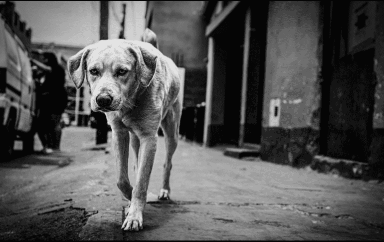 Algunas creencias populares incluso afirman que los perros poseen una sensibilidad especial para detectar cambios en el ambiente. CANVA