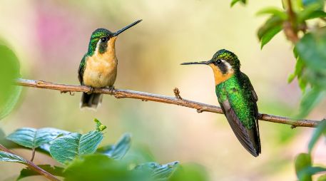 Desde una perspectiva cultural y espiritual, la mayoría de las leyendas americanas coinciden en que los colibríes no deben ser capturados, ya que representan la libertad, el equilibrio y la conexión entre el mundo natural y el espiritual. UNSPLASH