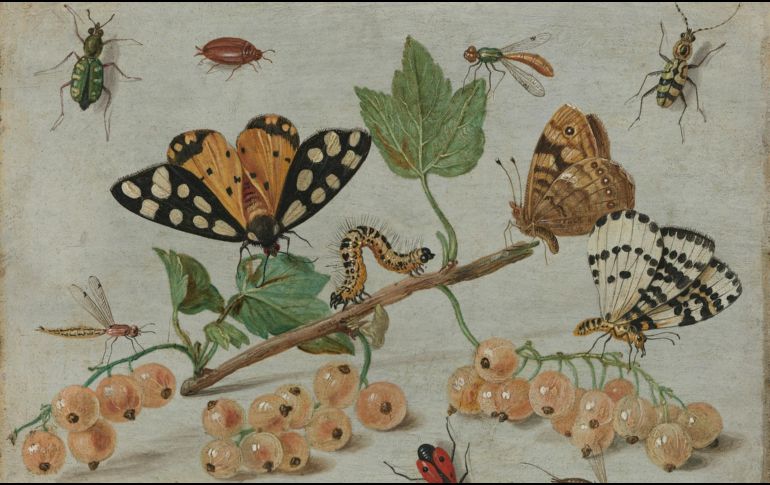 Hasta ahora, la ciencia ha descrito (nombrado y caracterizado) alrededor de 1,2 millones de especies de insectos y se sabe que quedan muchas más por descubrir. Unsplash