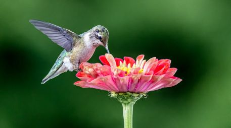 Es sumamente importante evitar utilizar pesticidas alrededor de las plantas. UNSPLASH / E. EWING