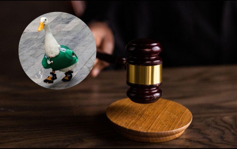 La propuesta plantea cambios en la legislación de bienestar animal ante nuevos escenarios surgidos en plataformas digitales. CANVA/SUN/ESPECIAL