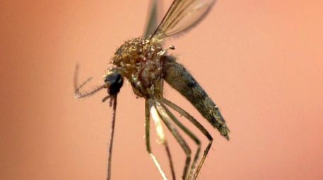 El paludismo comparte síntomas con el dengue, pero es transmitido por una especie diferente de mosquito y cuenta con tratamientos específicos para su cura. AP/Archivo