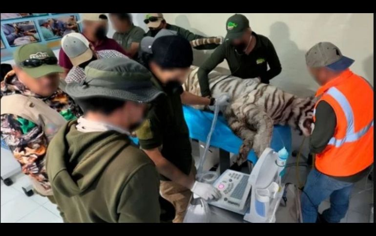 El caso viral del tigre Kenzo en Edomex encendió las alarmas sobre el control de la fauna exótica en México. ESPECIAL/PROFEPA