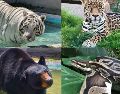 El pasado 27 de junio, el tigre de bengala llamado Kenzo escapó de Animal Experience México. ESPECIAL
