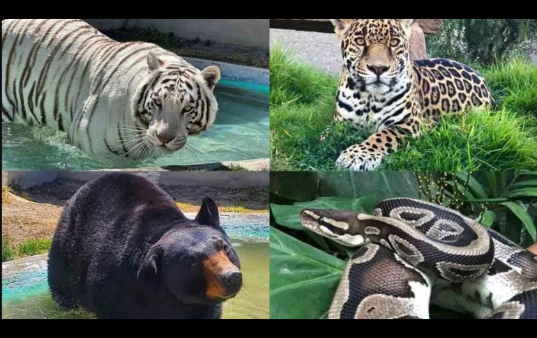 El pasado 27 de junio, el tigre de bengala llamado Kenzo escapó de Animal Experience México. ESPECIAL