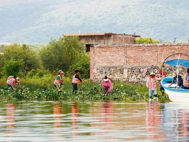 El alcalde Gerardo Quirino Velázquez encabezó la primera Macro Brigada de limpieza de la Laguna de Cajititlán. ESPECIAL