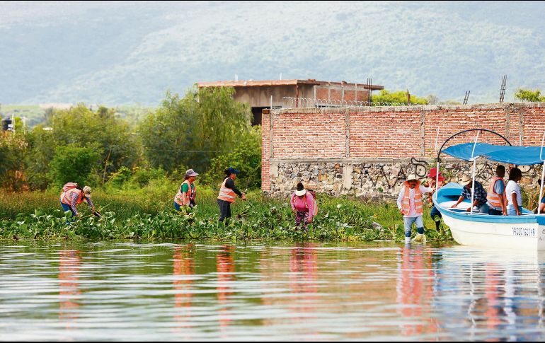 El alcalde Gerardo Quirino Velázquez encabezó la primera Macro Brigada de limpieza de la Laguna de Cajititlán. ESPECIAL