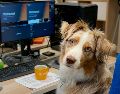 Llevar al perro al trabajo mejora el clima laboral y reduce el estrés. Conocer los cinco datos imprescindibles resulta vital para que esta experiencia sea un éxito total tanto para la mascota como para los compañeros. Unsplash